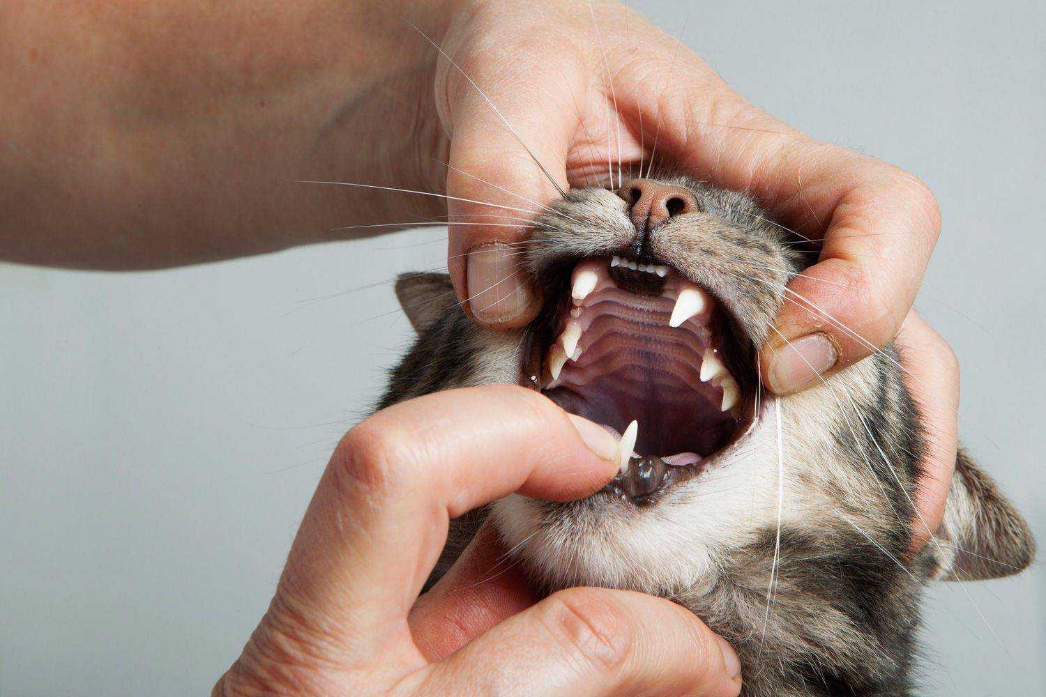Почему у кошки текут слюни: причины гиперсаливации