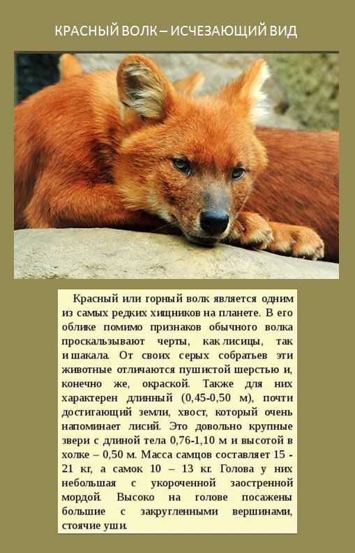 Крымский охотник - охотничий блог - волк (часть 1)