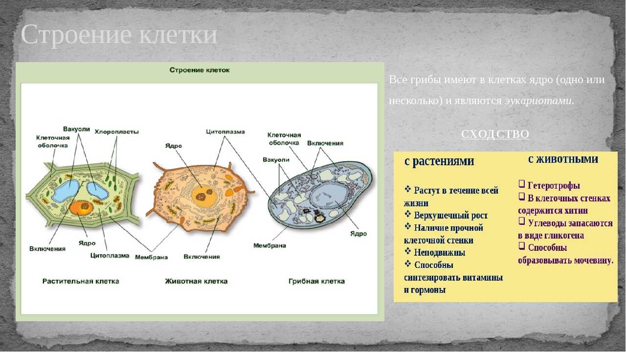 Строение клеток эукариот растений животных грибов. Мембрана грибной клетки. Клетки грибов отличаются от клеток растений. Отличие клетки грибов от растений. Ядро имеет три ответа