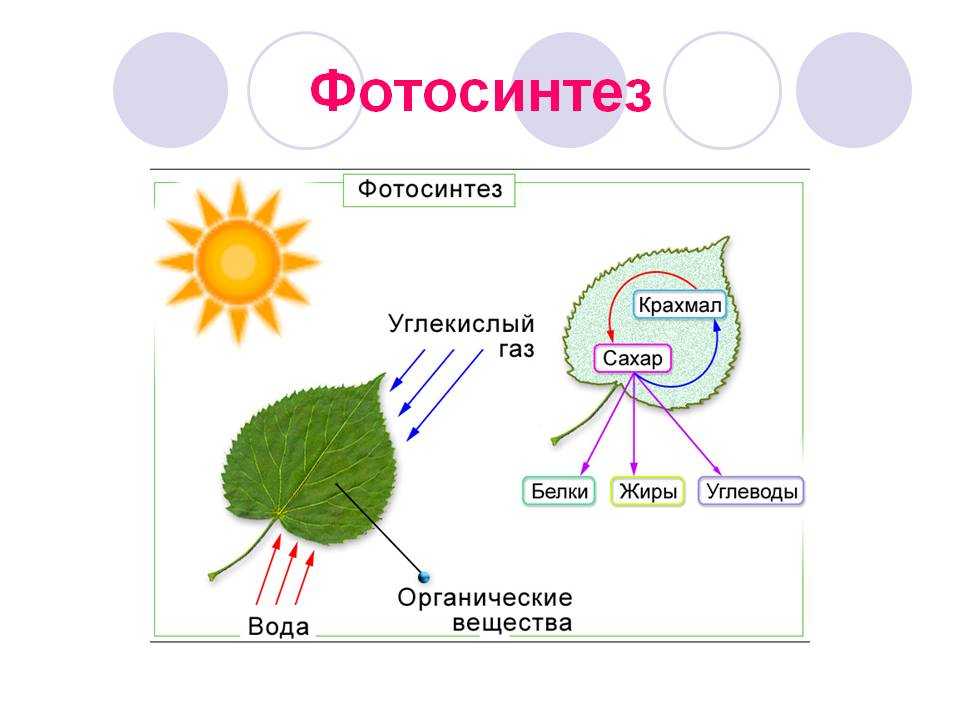 Хемосинтез⚠️: что это в биологии, описание процесса, для каких бактерий, отличие от фотосинтеза