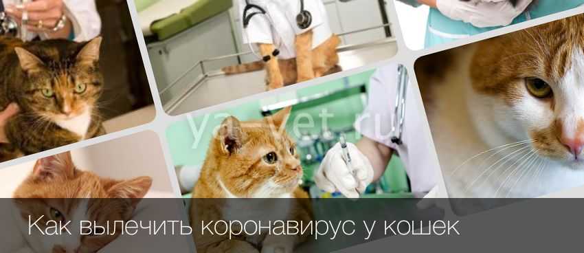 Летальные инфекции кошек: какие и их признаки