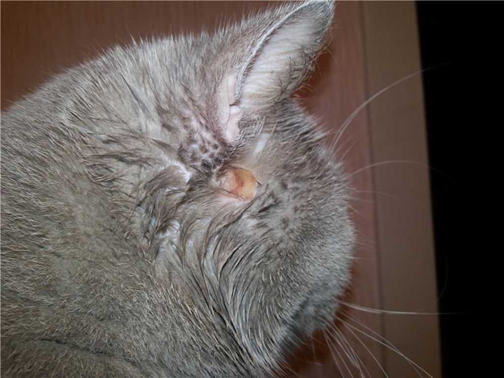 Ушной клещ у кошек: как распознать, какими препаратами лечить
