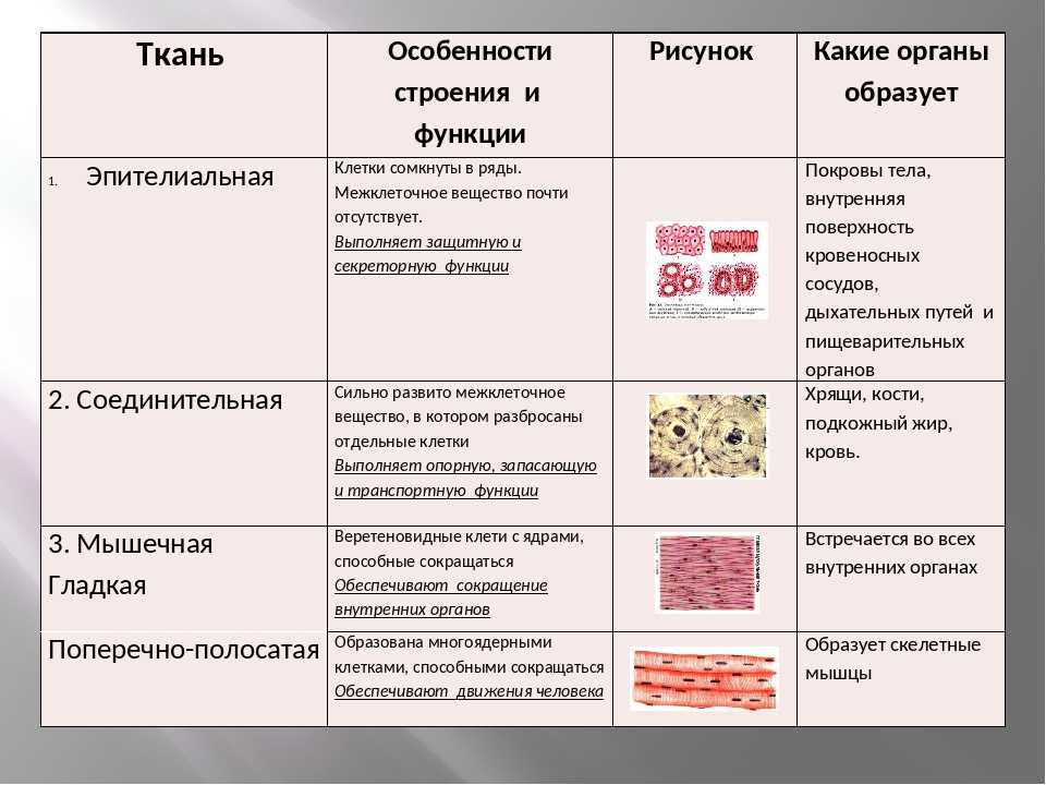 Клетки и ткани в анатомии человека. органы и системы органов : farmf | литература для фармацевтов
