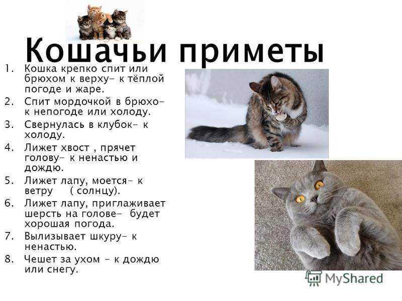 Породы рыжих котов - фото, характеристика и описание