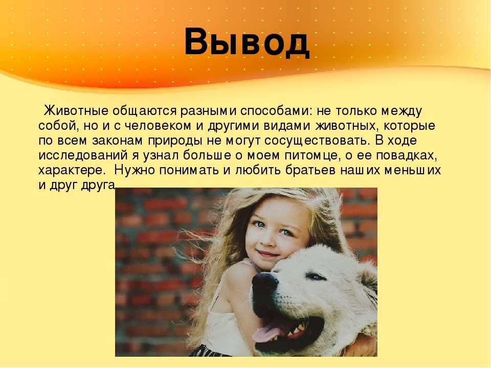 #видео | как животные общаются между собой и почему они более вежливые чем люди - hi-news.ru