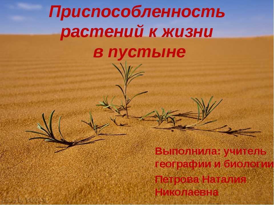 Растения пустыни 5 класс биология. Растения пустыни. Приспособление растений в пустынях. Растения живущие в пустыне. Пустыня растения приспосабливаются.