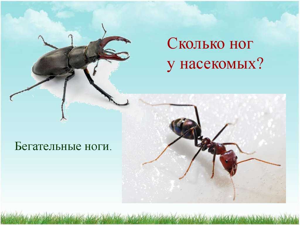 Внешнее строение насекомых | справочник пестициды.ru