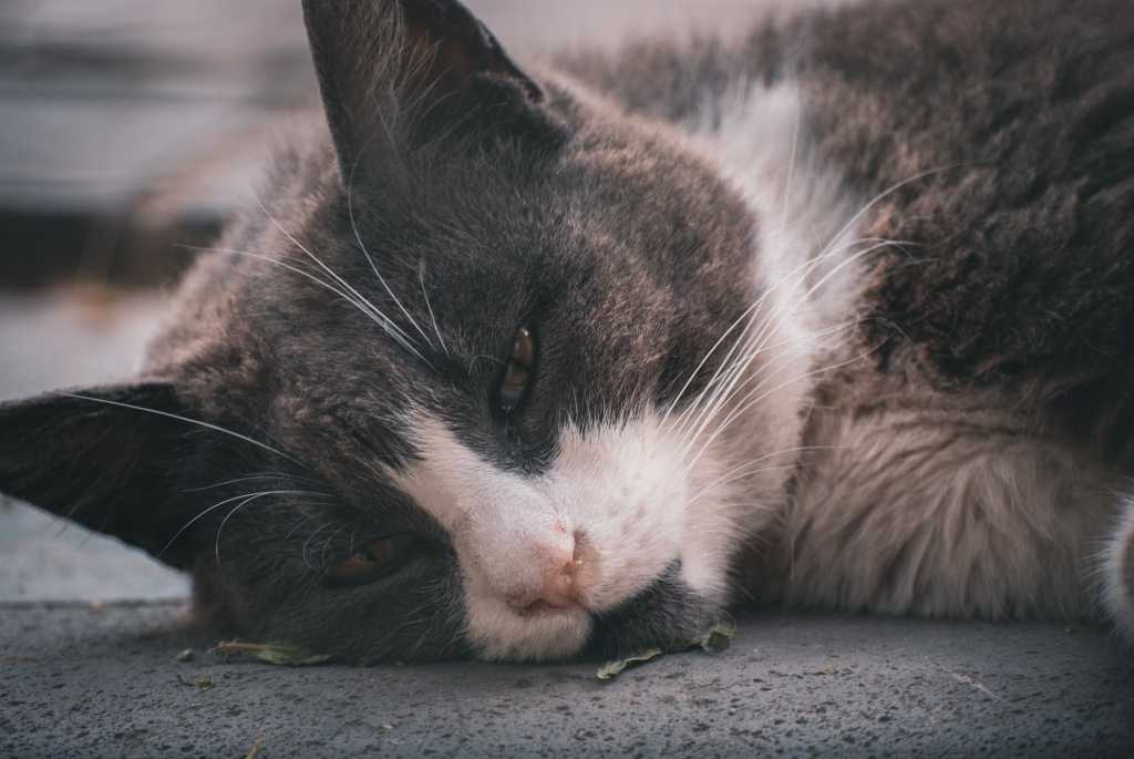 Схема лечения чумки у кошек