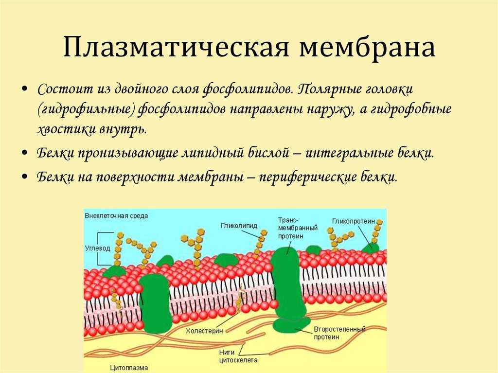 4 функция плазматической мембраны. Строение плазматической мембраны клетки. Структура клетки плазматическая мембрана. Плазматическая мембрана строение органоида. Плазматическая мембрана строение и функции.