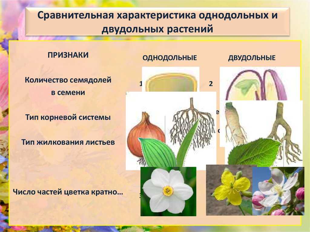 Характеристики однодольных и двудольных растений. признаки, сходство, различия, таблица двудольных и однодольных растений.