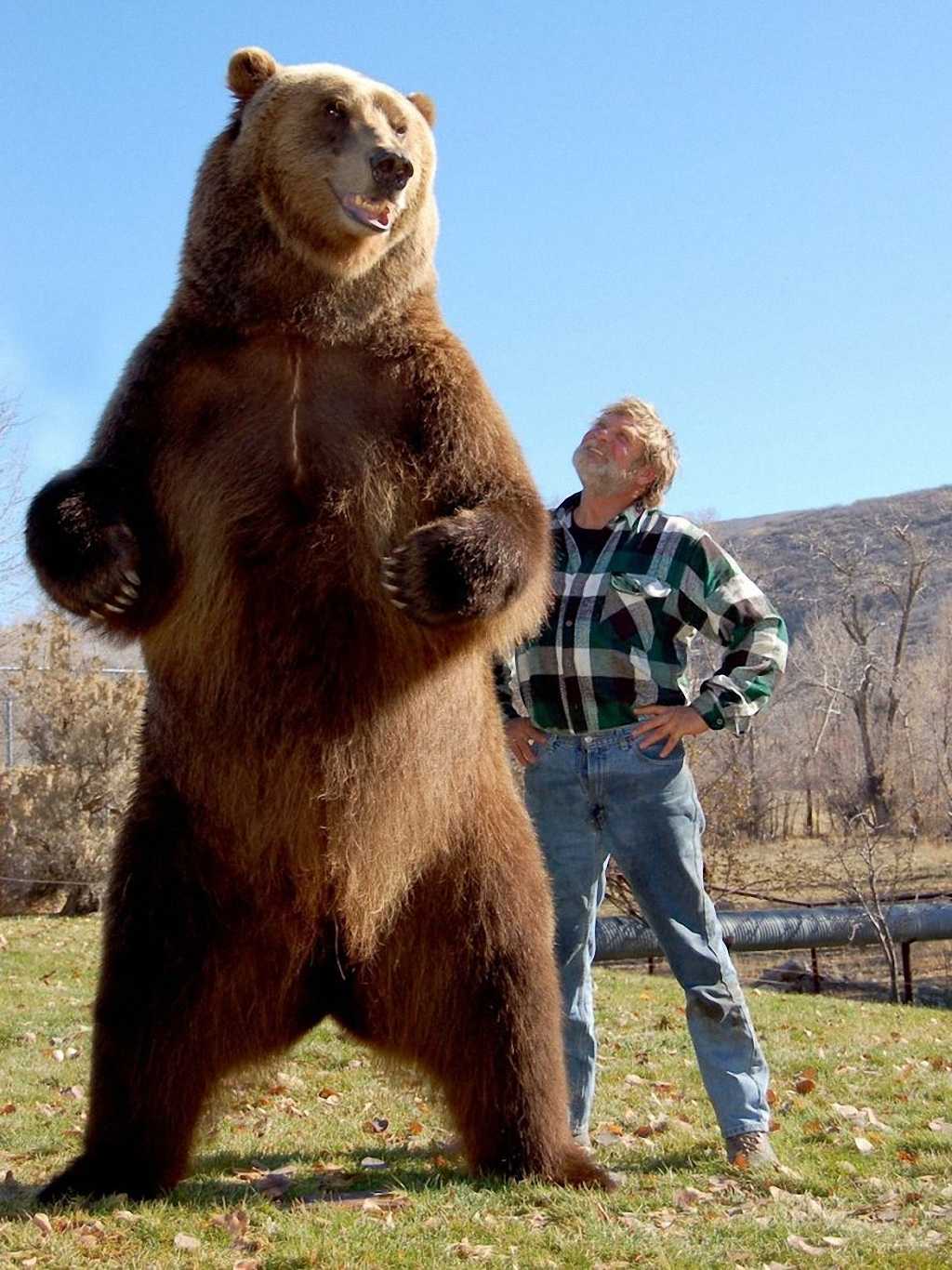Медведь – косолапый сладкоежка