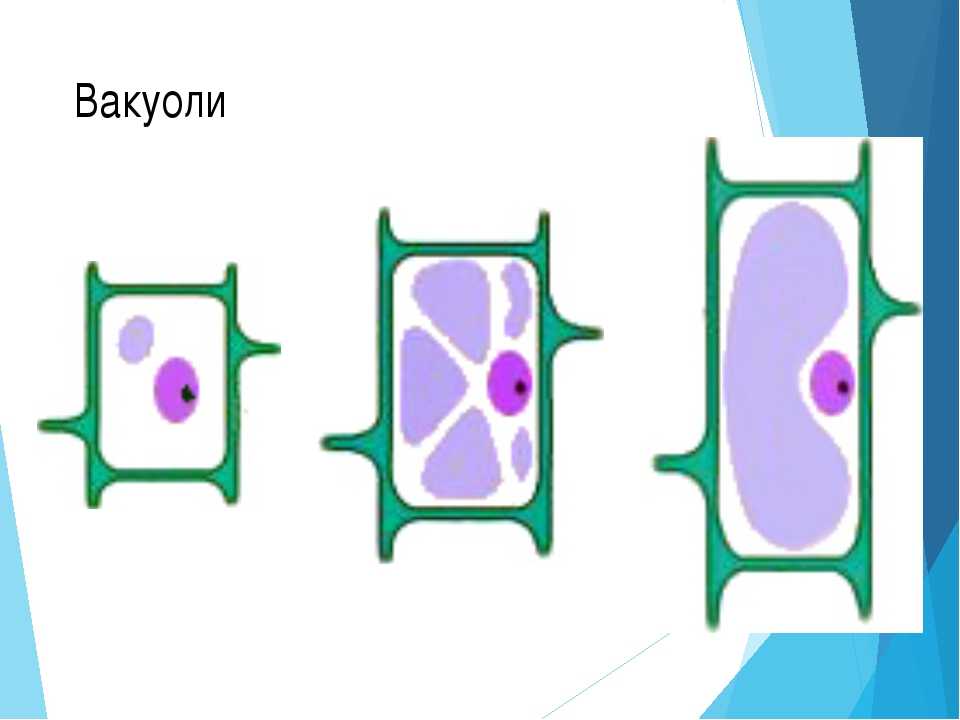 Вакуоль деление клеток. Вакуоль растительной клетки рисунок. Рисунок вакуоли растительной клетки. Вакуоли в клетках растений. Вакуоли молодой и старой растительной клетки.