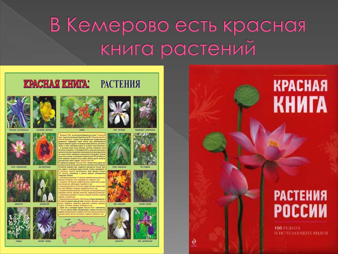 Растительный мир россии - список видов, описание и фото