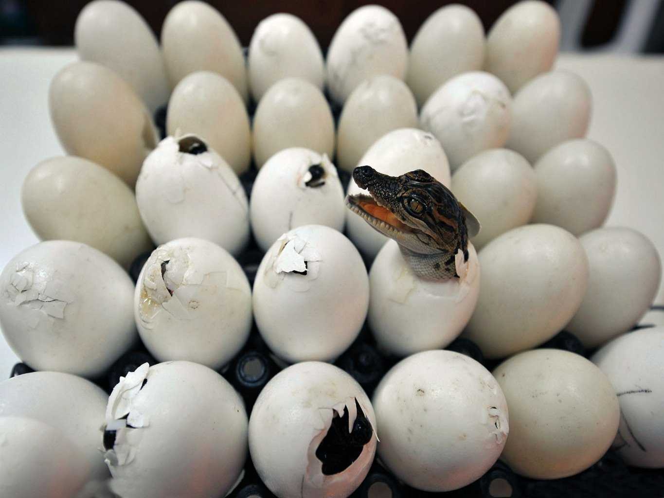 10 самых необычных яиц животных