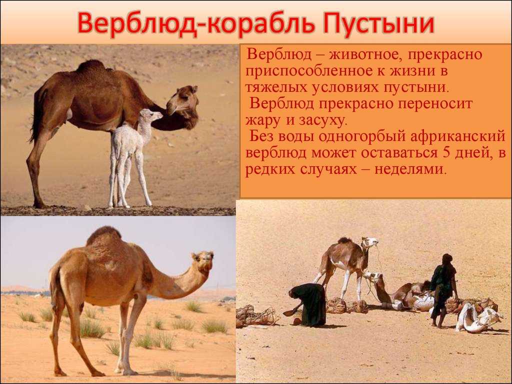 Сообщение о верблюде