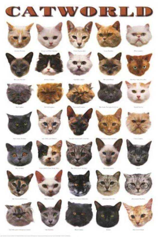 Узнать породу кошки по фото онлайн и фотографии, описанию, окрасу, тест и общие сведения о выборе котов, котят и кошек