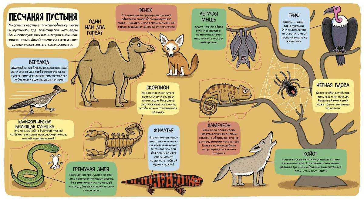 В этой статье, вы найдете 10 интересных фактов о животных и их отличие от других форм жизни, населяющих нашу планету