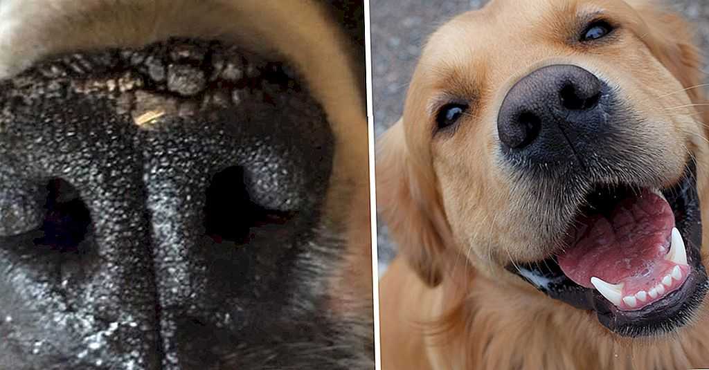 Почему у собаки сухой и теплый нос? что значит, если у собаки сухой, теплый, холодный нос, трескается, шелушится?