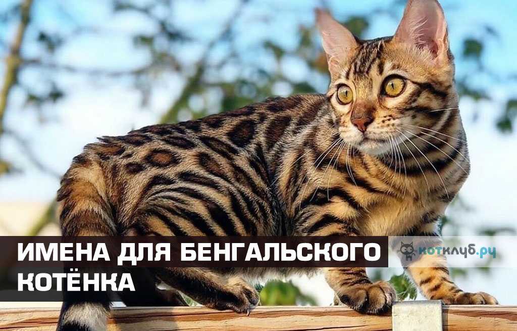 Мой кот - бенгал? как отличить бенгальскую кошку от других - wlcat.ru