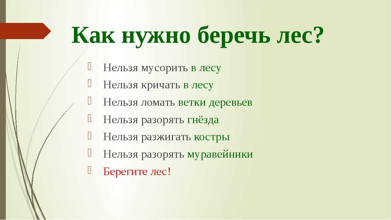 Растения и животные хвойного леса - kotemotel.ru