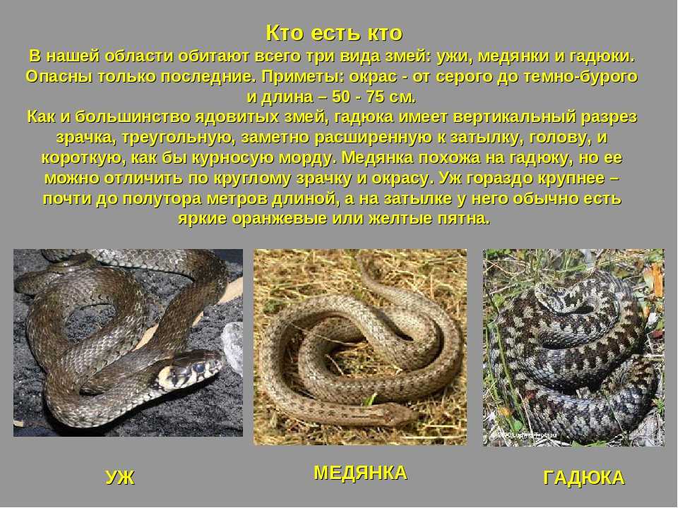 Виды змей. описания, названия и особенности видов змей | животный мир