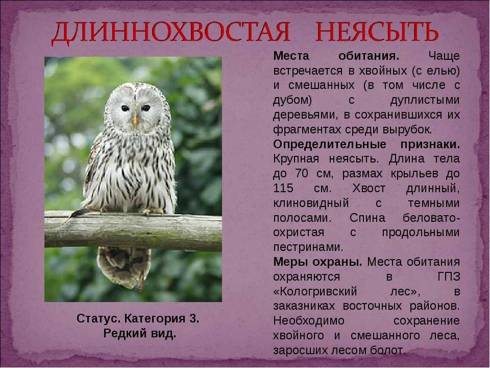 Животные красной книги россии: полный список животных , фото, название, описание