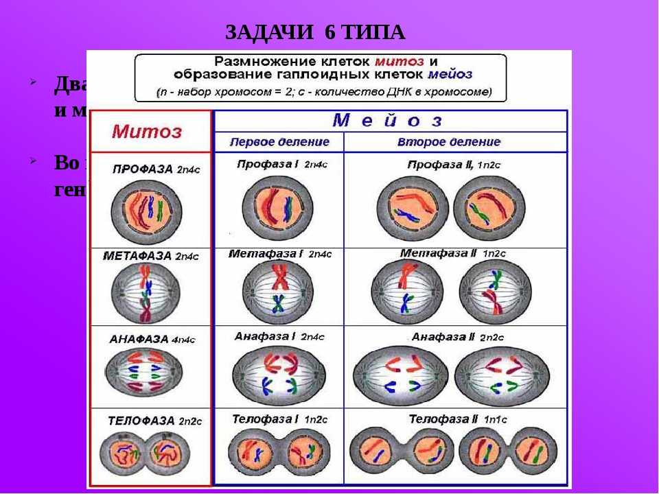 Профаза митоза сколько хромосом