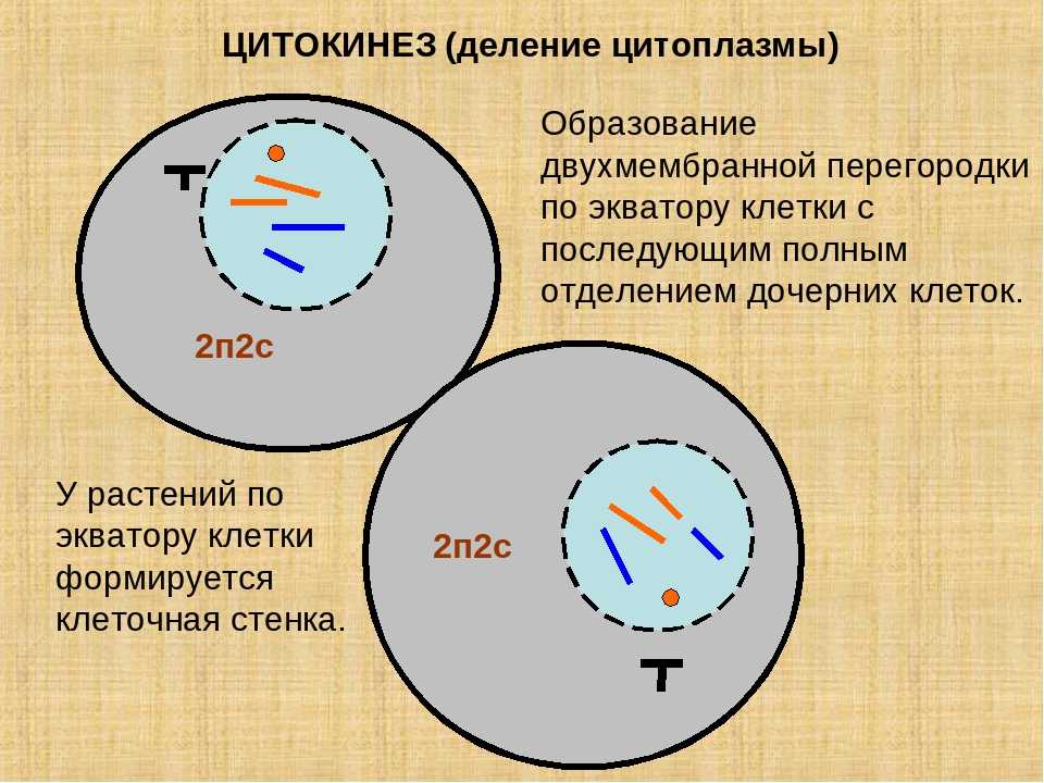 Митотическое деление клетки ✎ pangenes.ru