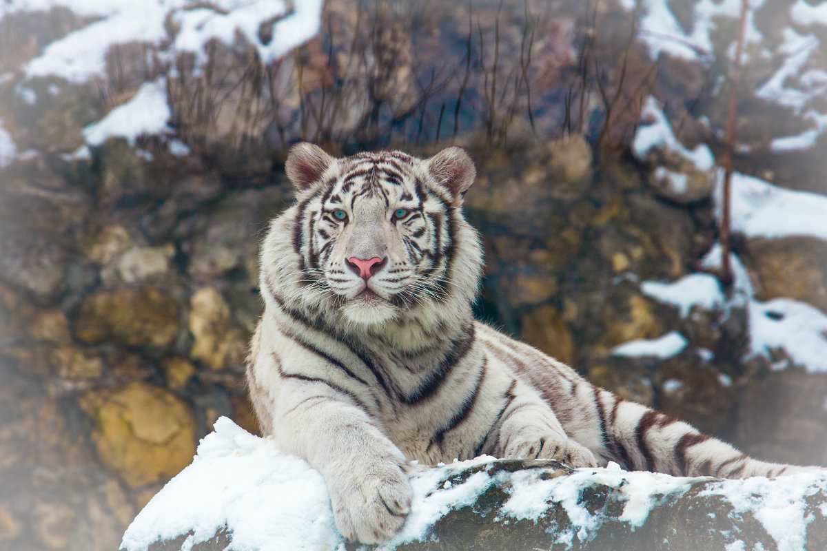 Белый тигр. образ жизни и среда обитания белого тигра | животный мир