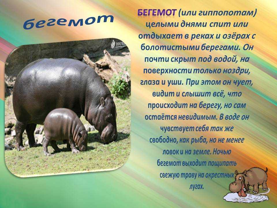 Бегемот (hippopotamus amphibius): фото, интересные факты