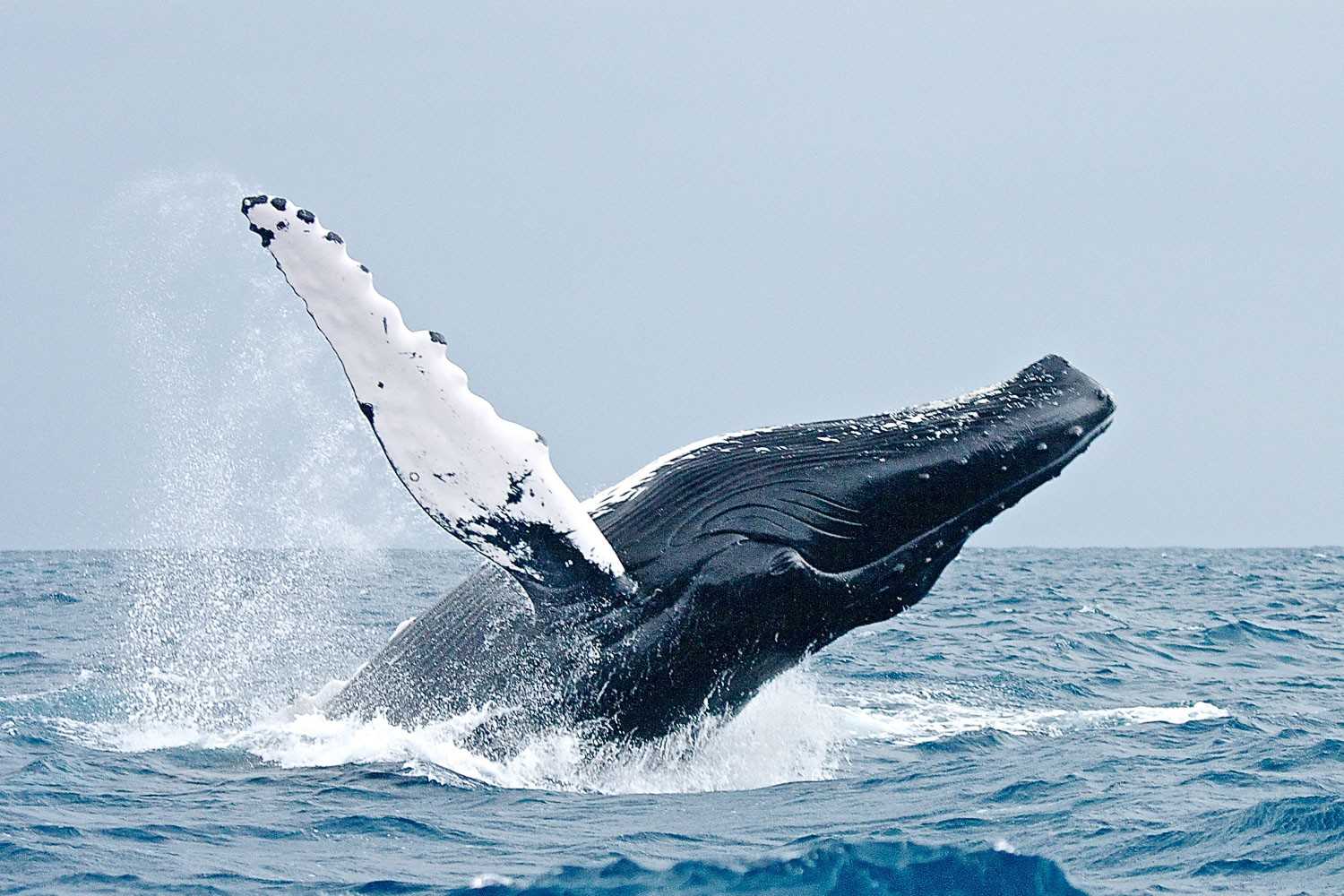 Гренландский кит - описание, характеристика, факты, фото и видео полярных китов