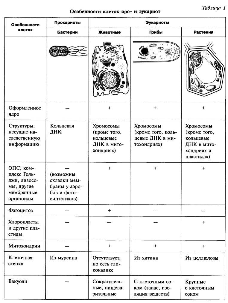 Клетки организмов всех царств живой. Функции органоидов грибной клетки таблица. Органоиды клеток растений животных и бактерий в таблице. Строение растительной животной и грибной клетки таблица. Органоиды клетки бактерии грибы растения животные таблица.