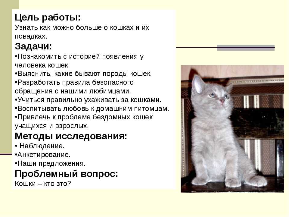 Виды окрасов у беспородных кошек - oozoo.ru