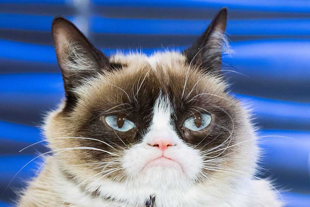 Grumpy cat - самый сердитый кот (угрюмый кот тард) | все о кошках