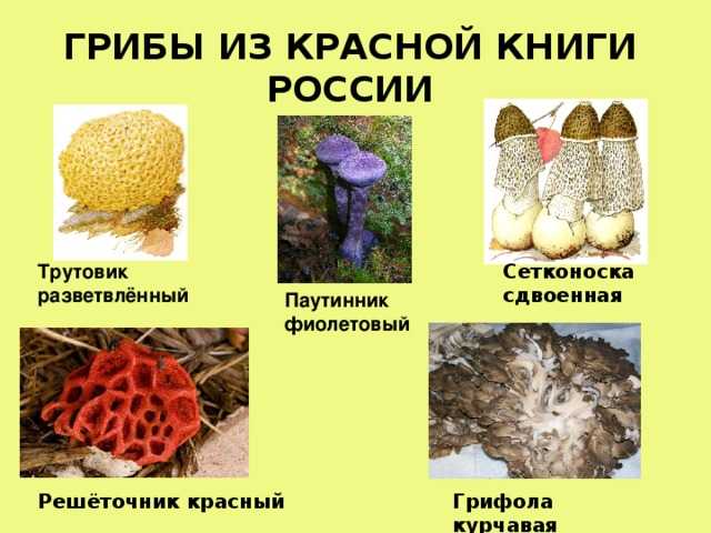 Доклад-сообщение о ядовитых грибах — природа мира