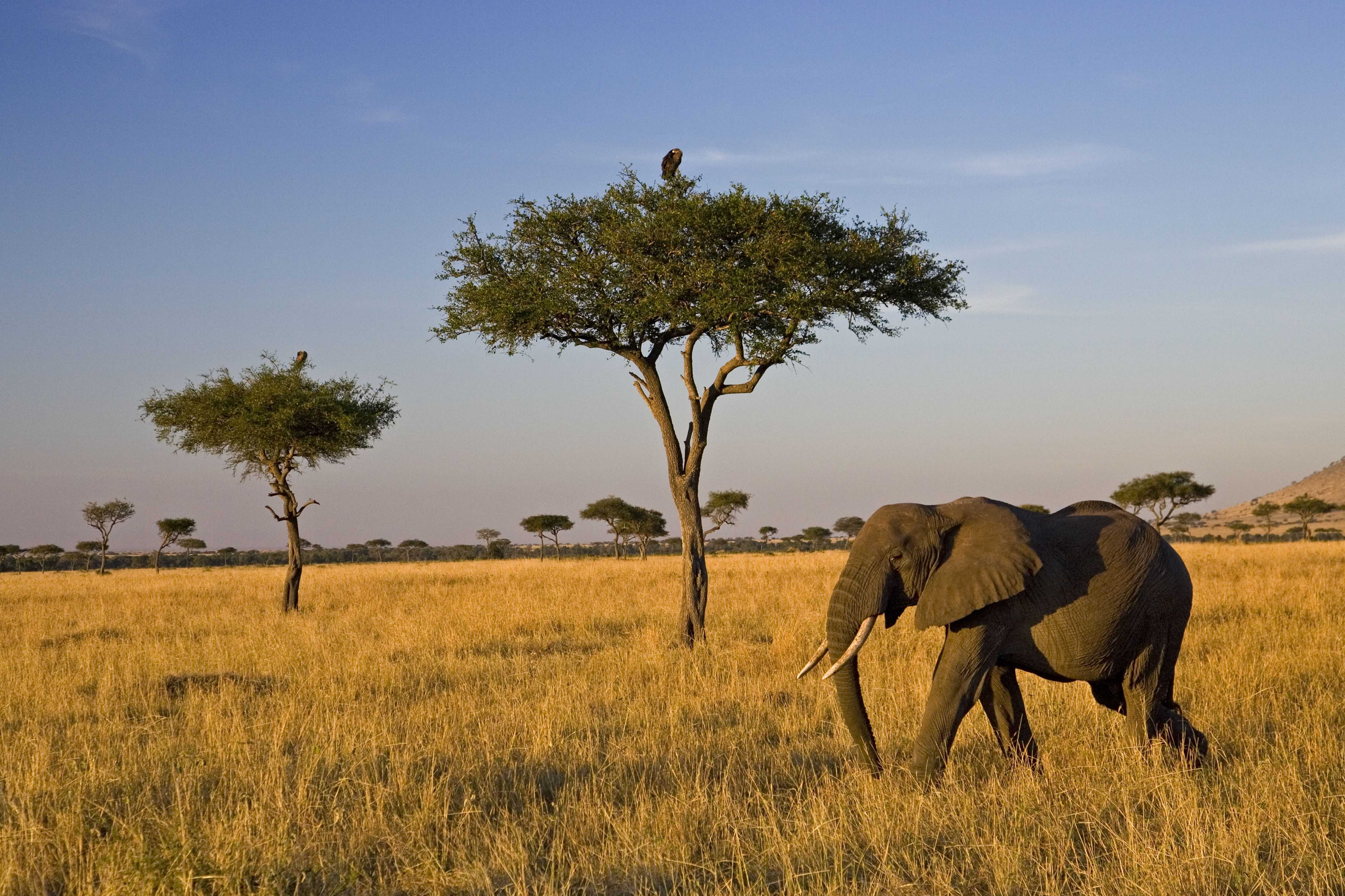 В какой природной зоне африки обитает слон. Саванны Африки. Зона саванн в Африке. Саванны и редколесья Африки. Кения Саванна.