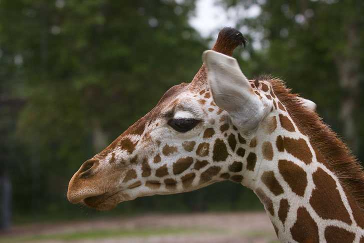 Жираф – описание, виды, где обитает, чем питается