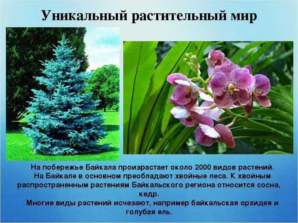 Байкальский биосферный заповедник: интересные факты, достопримечательности и фото