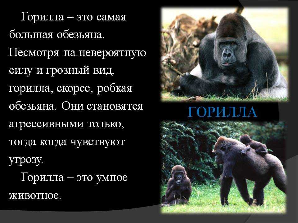 ​50 интересных и любопытных фактов о гориллах — общенет