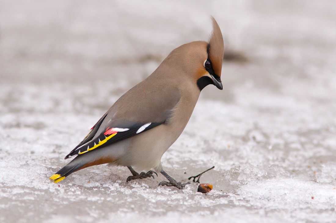Какие птицы живут в москве зимой