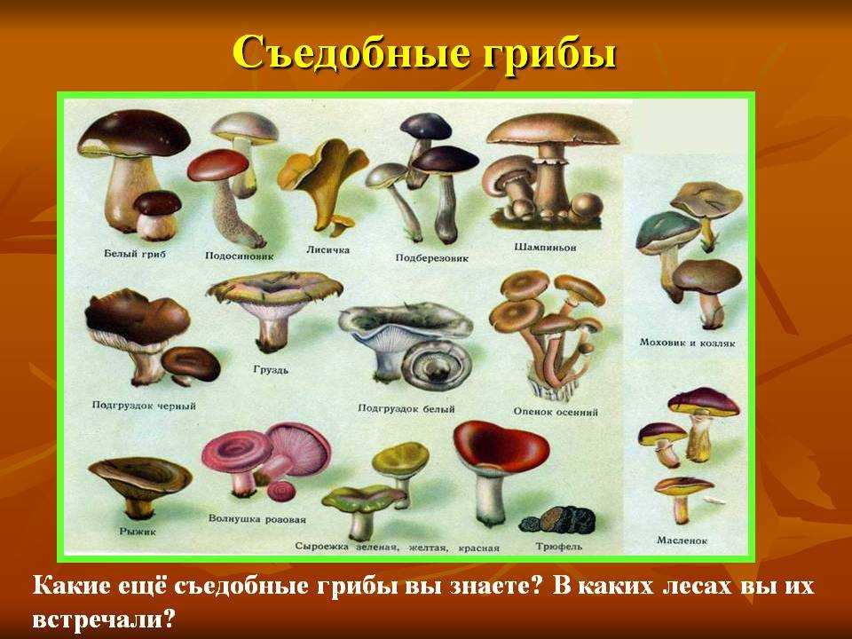 Съедобные грибы: виды с фото