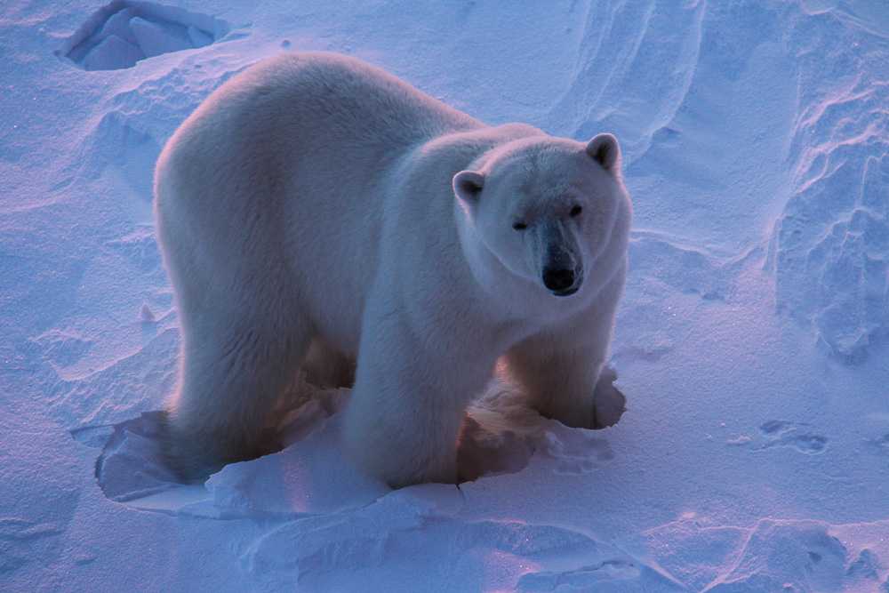 Животные арктики | животный мир