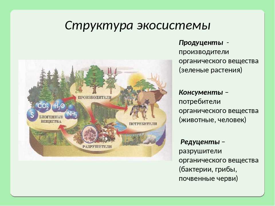 Биогеоценоз и экосистема, особенности структуры и свойства биогеоценоза