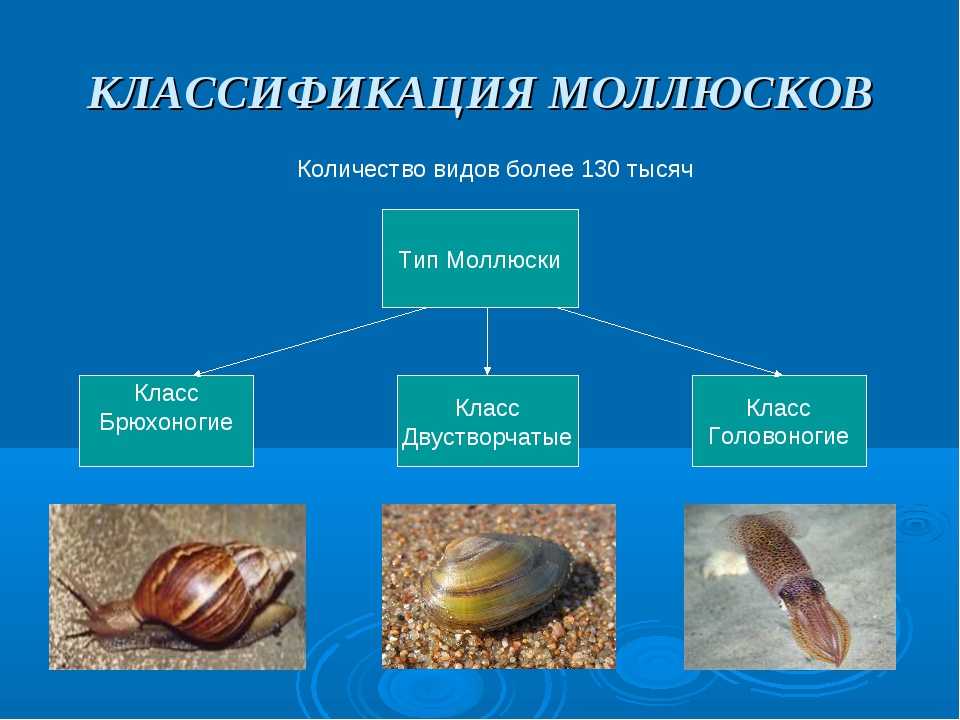 Наутилус помпилиус моллюск интересные факты. наутилус - моллюск с красивой раковиной – 10 фото | интересные факты