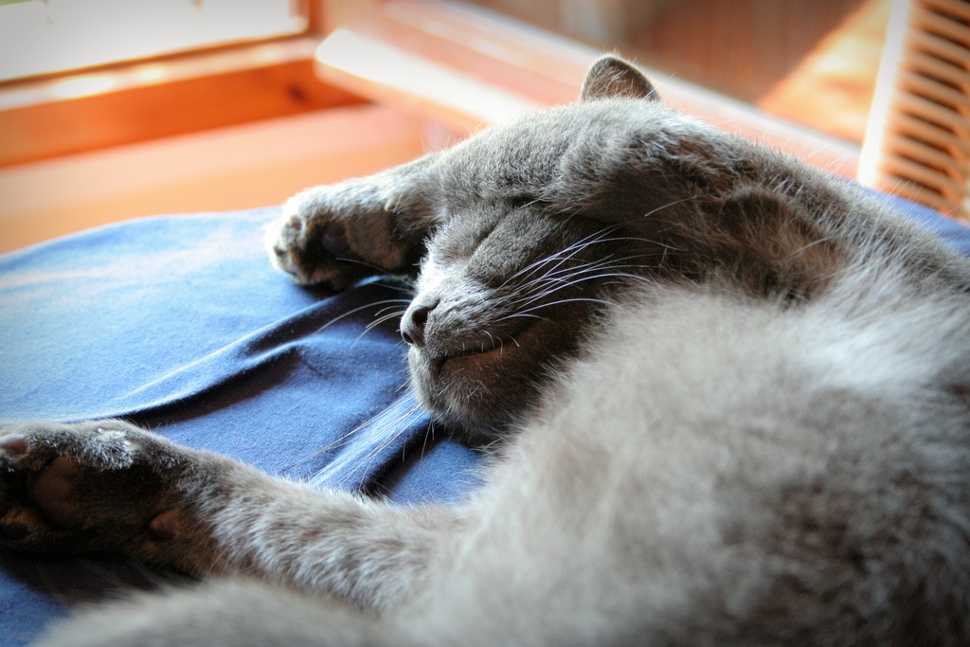 Имена для шотландского вислоухого котенка: выбираем кличку по внешнему виду и характеру