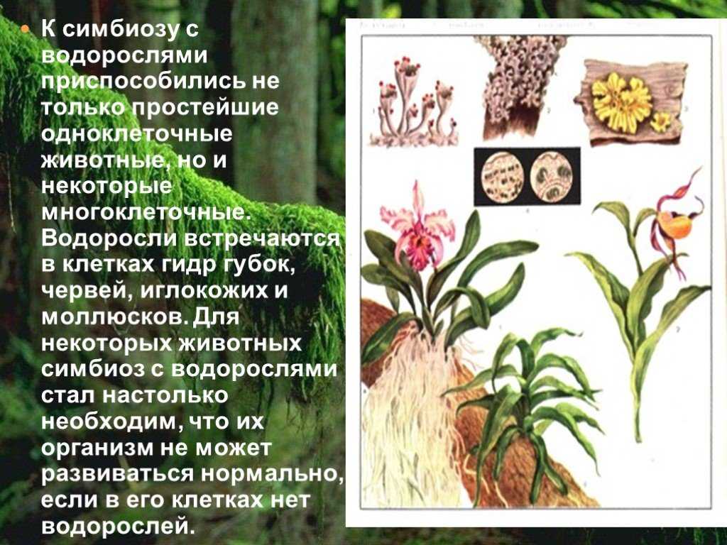 Симбиоз: примеры в природе. симбиоз животных: примеры. симбиоз в растительном мире :: syl.ru