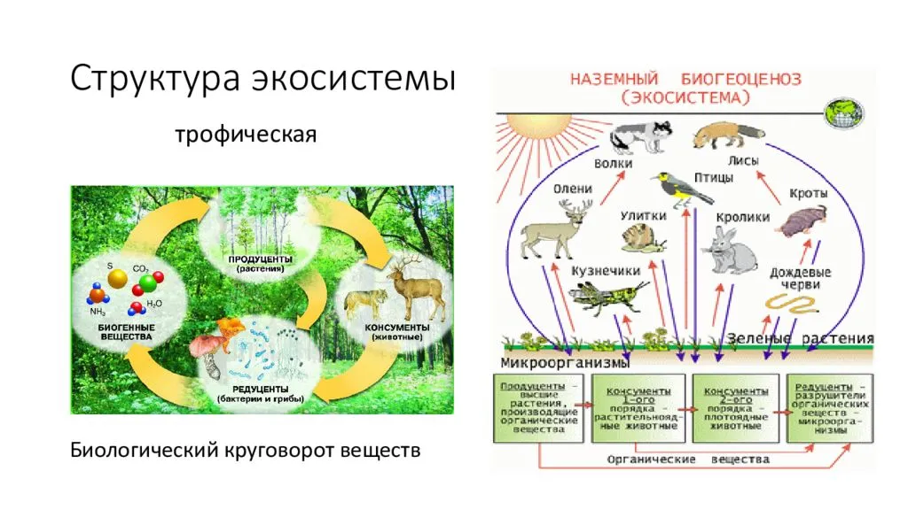 Структура экосистем