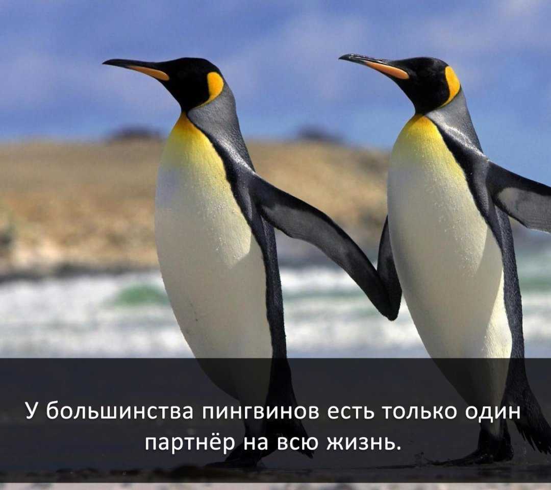 Интересные факты о пингвинах. где живут, что едят и как спят пингвины? :: syl.ru