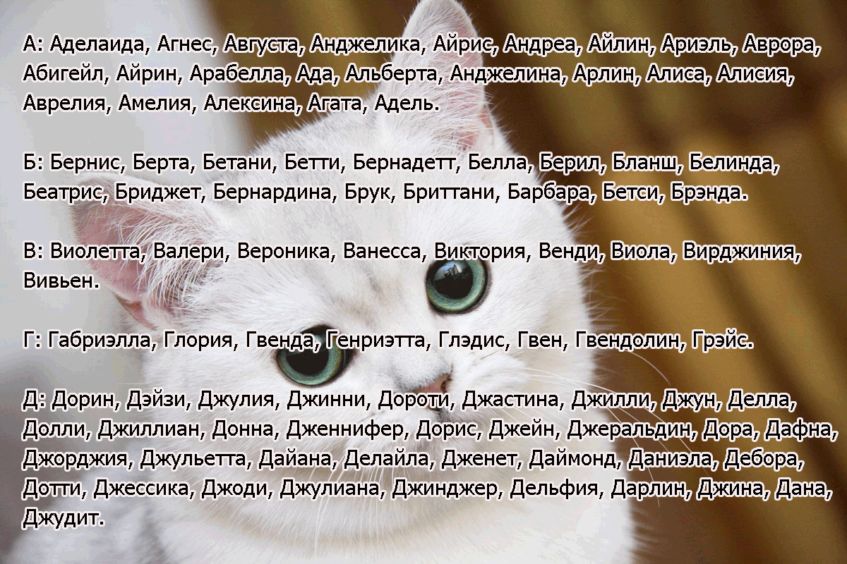 390 имен для перса кота и кошки (по полу, окрасу, оригинально)