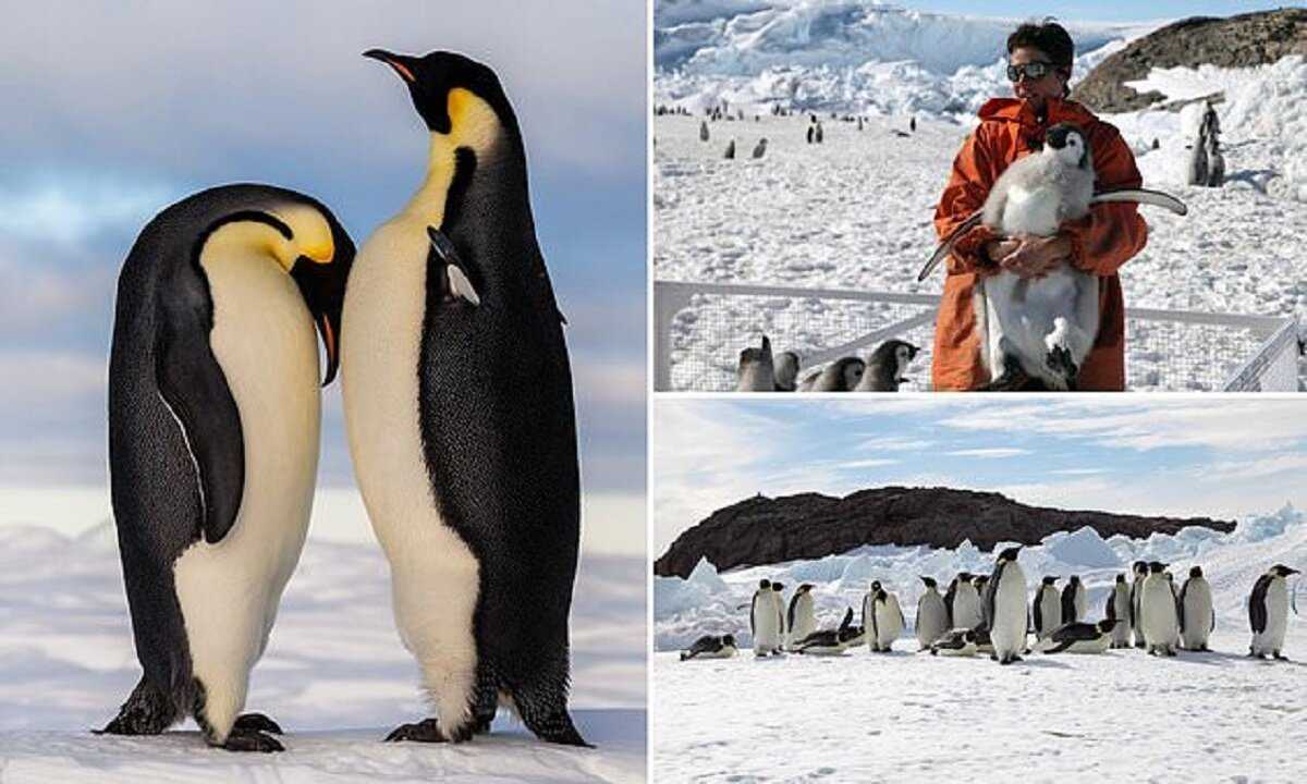 Пингвины – коренные жители антарктиды